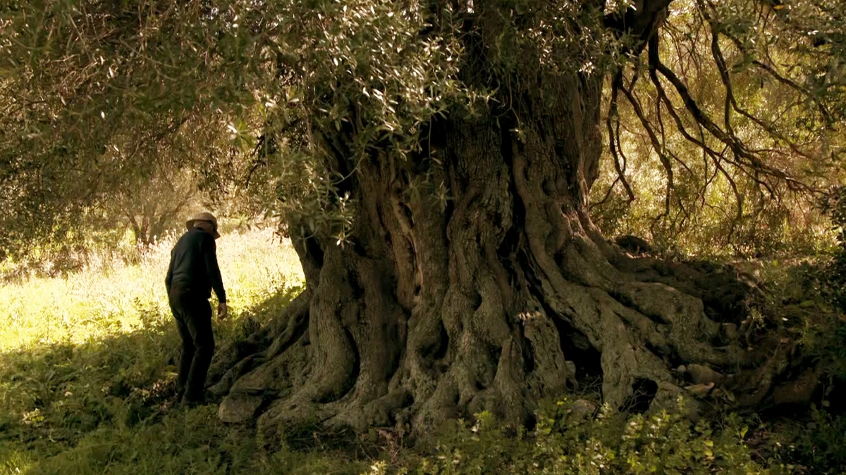 Histoire d'un arbre mythique, lié à l'homme Histoire et traditions méditerranéennes autour de l'olivier sur ViaStella, vendredi 19 janvier à 20h35 sur ViaStella