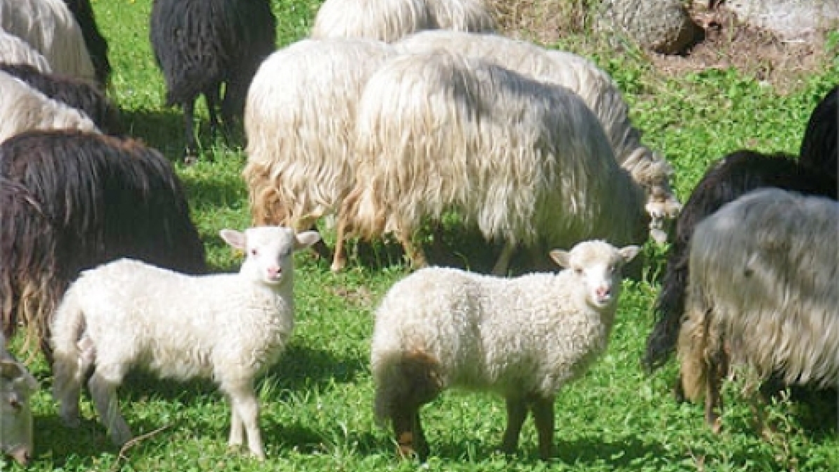 Un cheptel nombreux qui peine à trouver des consommateurs Tout sur l'agneau de Corse dans "Tempi Fà Tempi d'Oghje", ce mercredi 17 janvier à 21h25 sur ViaStella