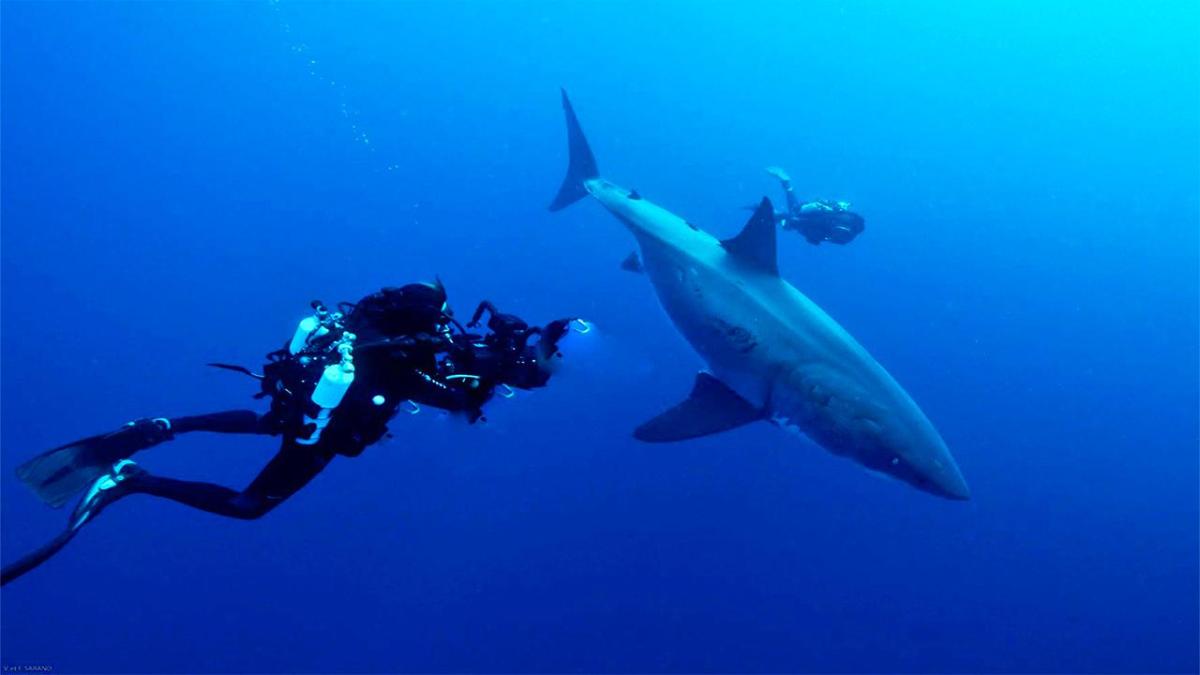 Stéphane Granzotto & François Sarano partent à la recherche des requins de Méditerranée ce jeudi 24 juin à 20h45 sur Via Stella