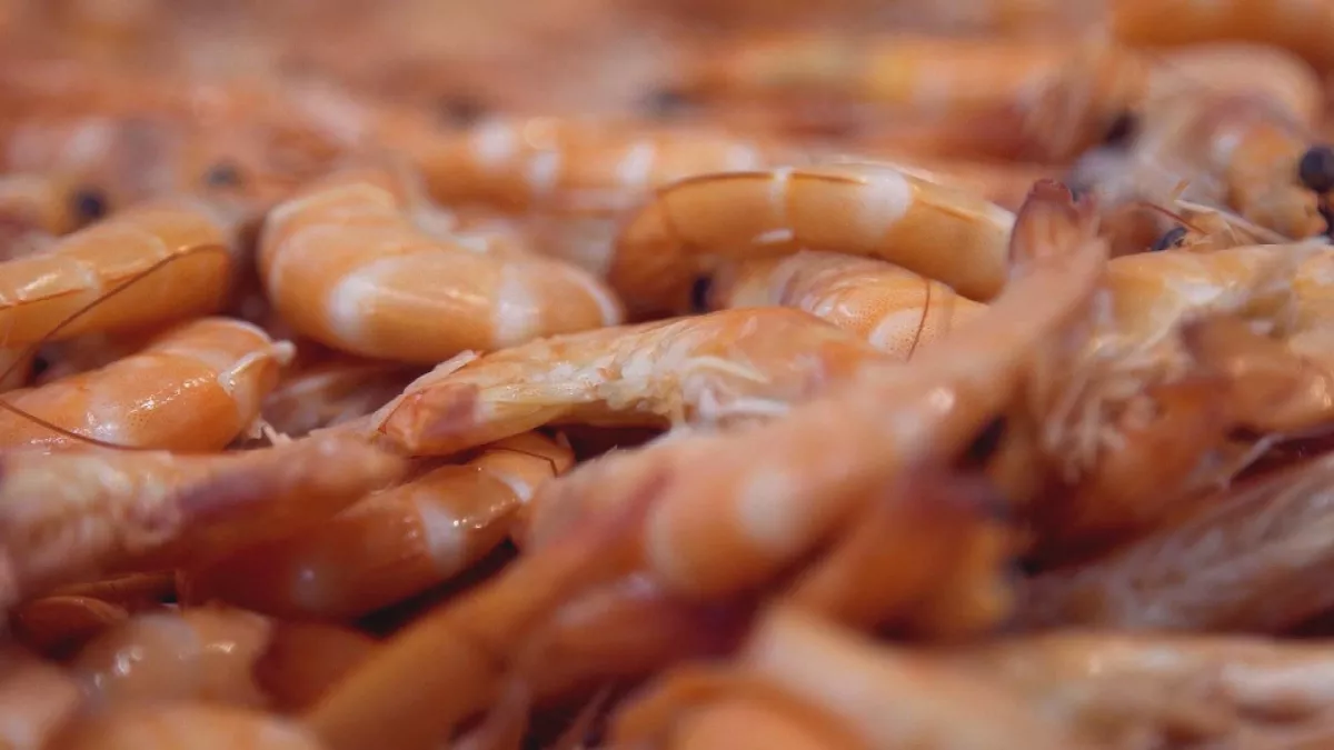 © Elephant et cie CREVETTES EN EAUX TROUBLES