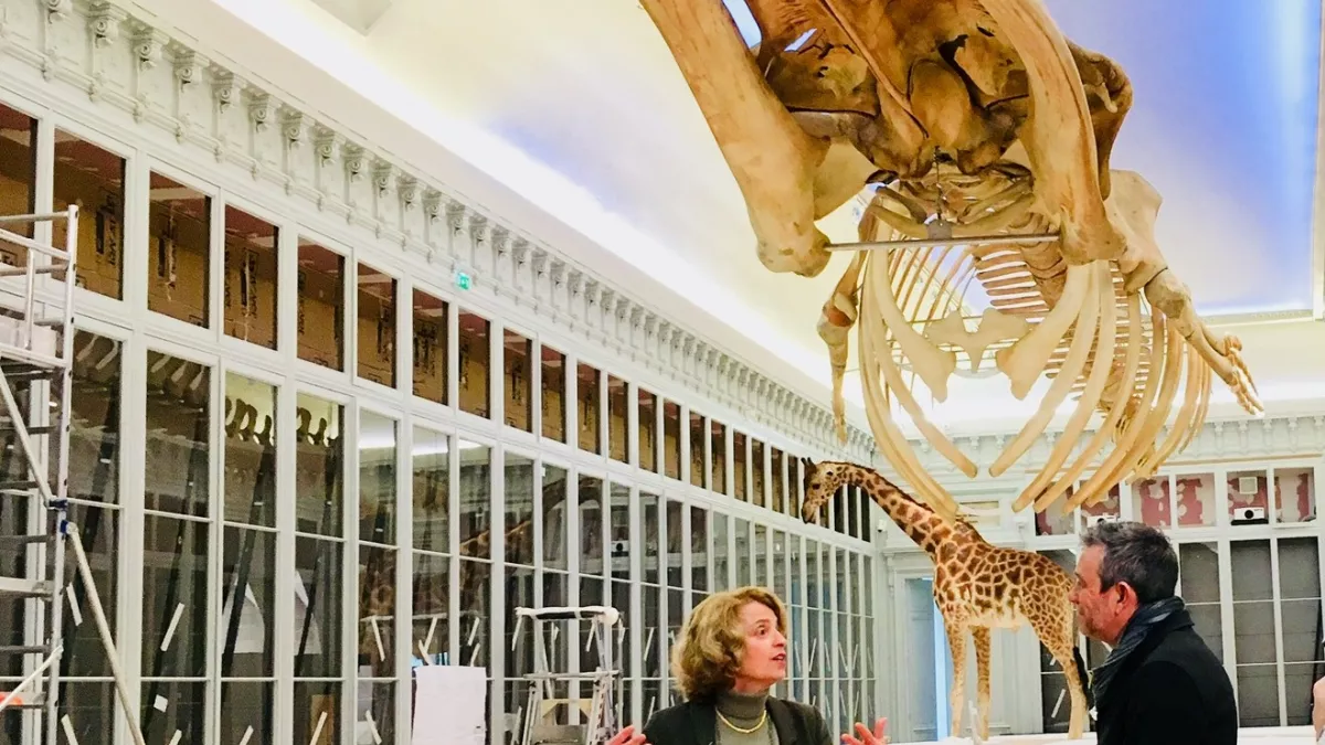 muséum de Bordeaux Muséum