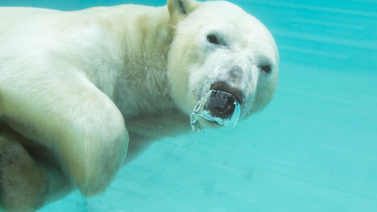 Une saison au zoo