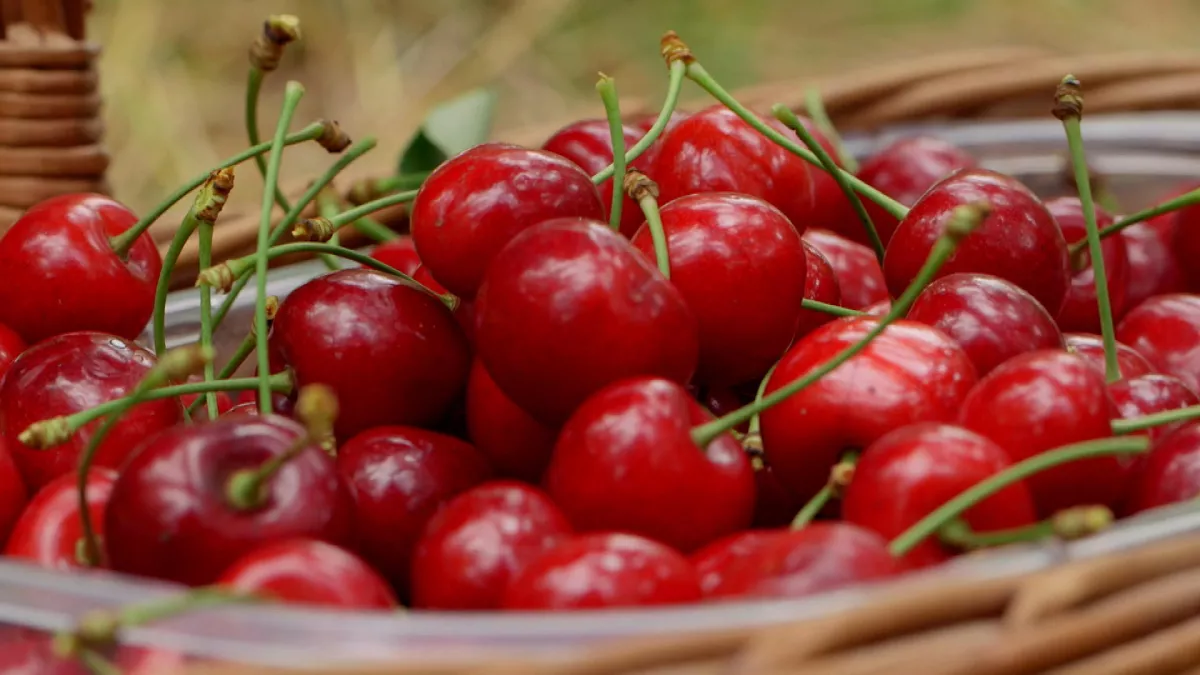 © Magnéto presse LA FIN DU TEMPS DES CERISES