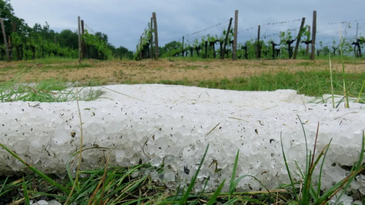 vignoble vignoble