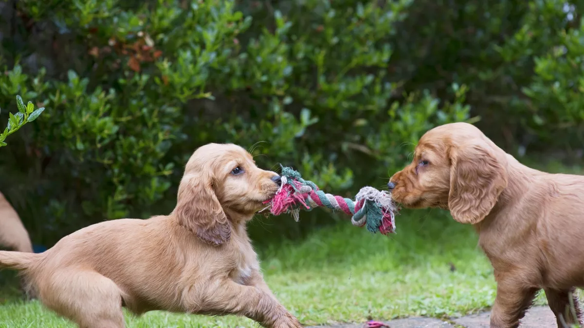 © Brook Lapping UNE VIE DE CHIOT, NOUVELLE GENERATION