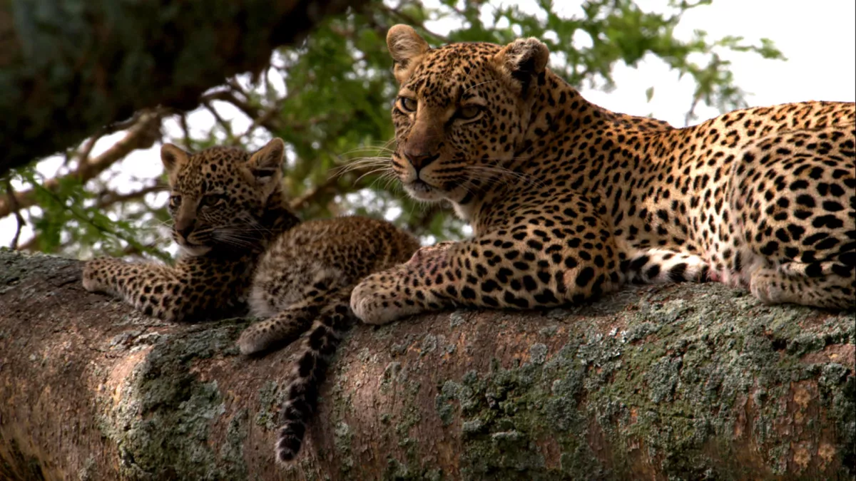 © One Planet PREMIERS PAS DANS LA SAVANE