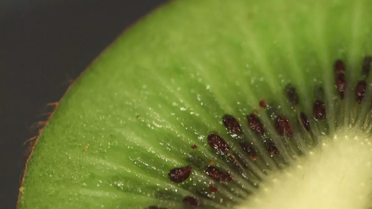© Les Films de l'Odyssée TOUT, VOUS SAUREZ TOUT SUR LE KIWI