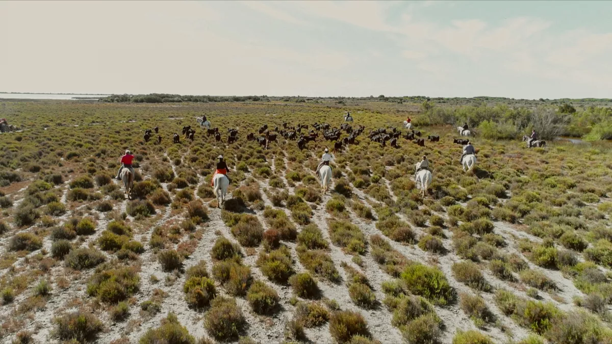 Diffusion du film documentaire "La Camargue, un radeau fragile" le lundi 26 novembre à 23h30. Diffusion du film documentaire "La Camargue, un radeau fragile" le lundi 26 novembre à 23h30.