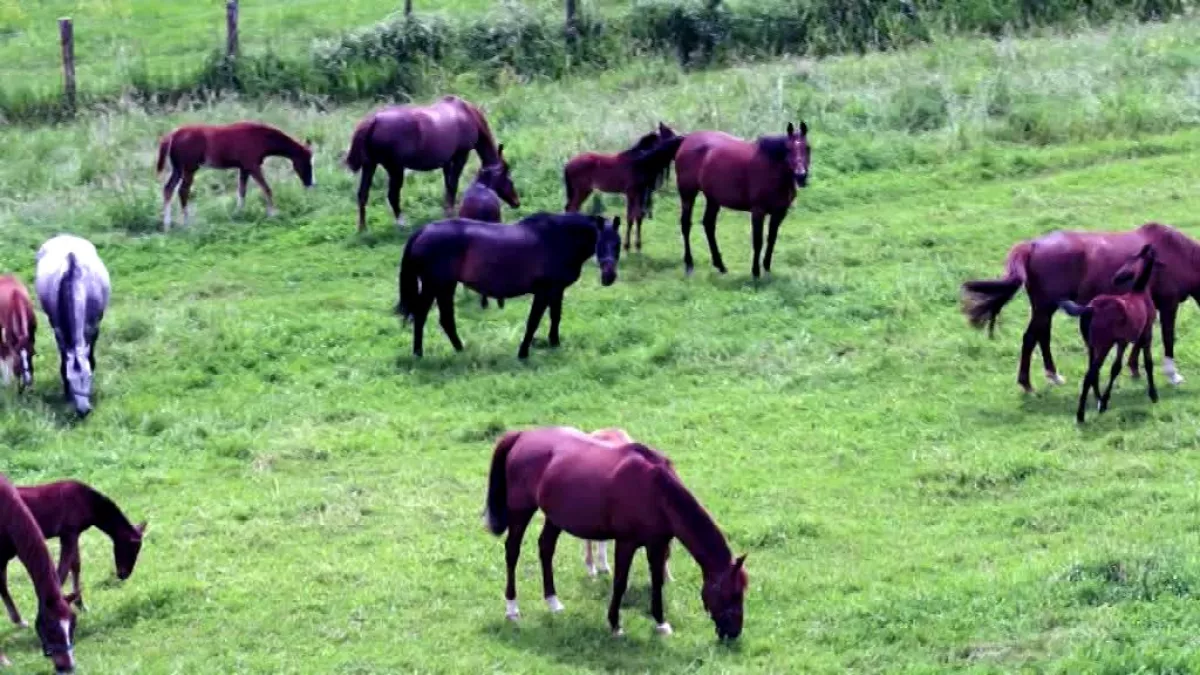 chevaux chevaux