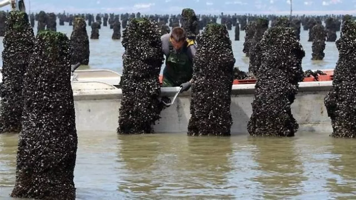 moules moules