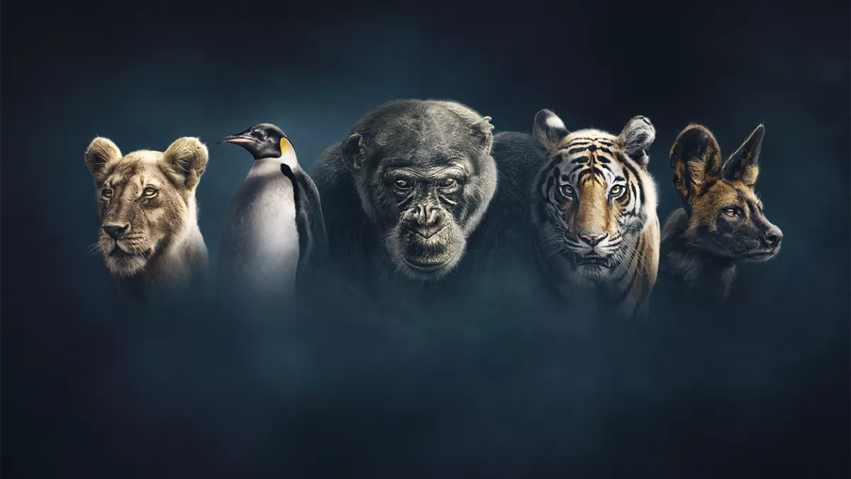 DYNASTIES DYNASTIES
