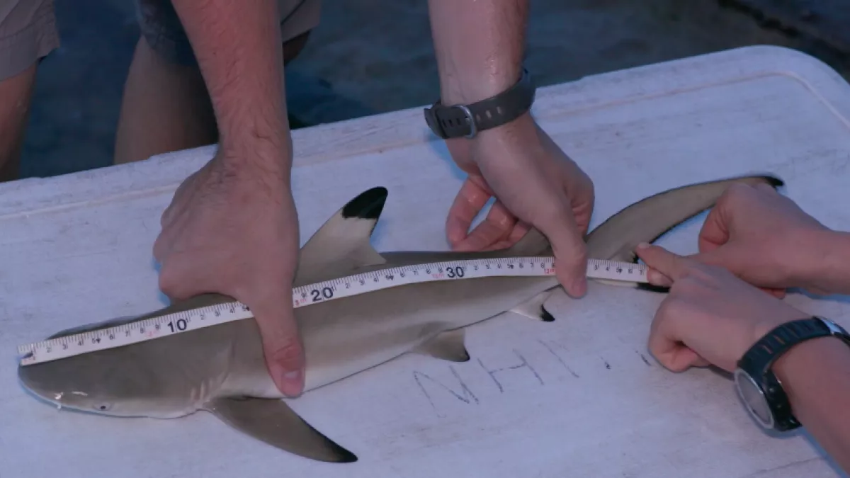 Les bébés requins Les bébés requins