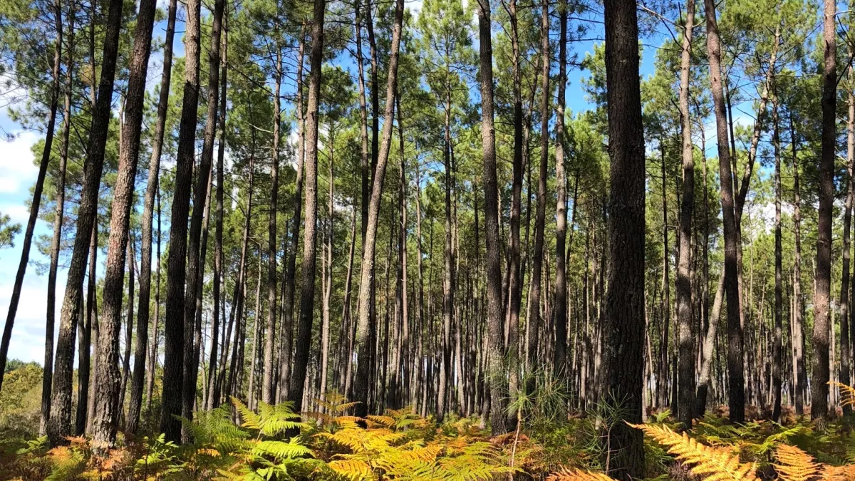 Landes Landes