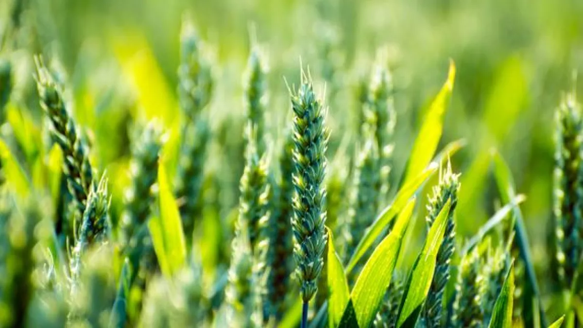 agriculture agriculture