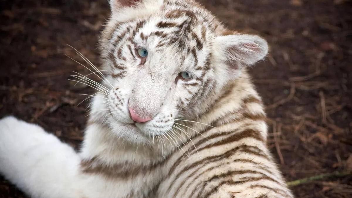 Zoo Nursery Tigre Blanc