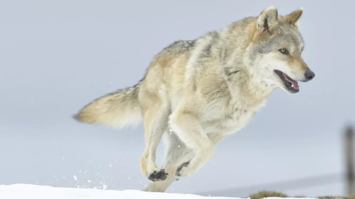 ODYSSÉE DU LOUP ODYSSÉE DU LOUP