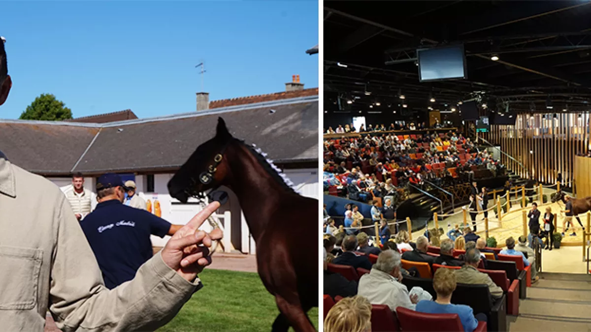 VN : Vente de yearlings à Deauville VN : Vente de yearlings à Deauville