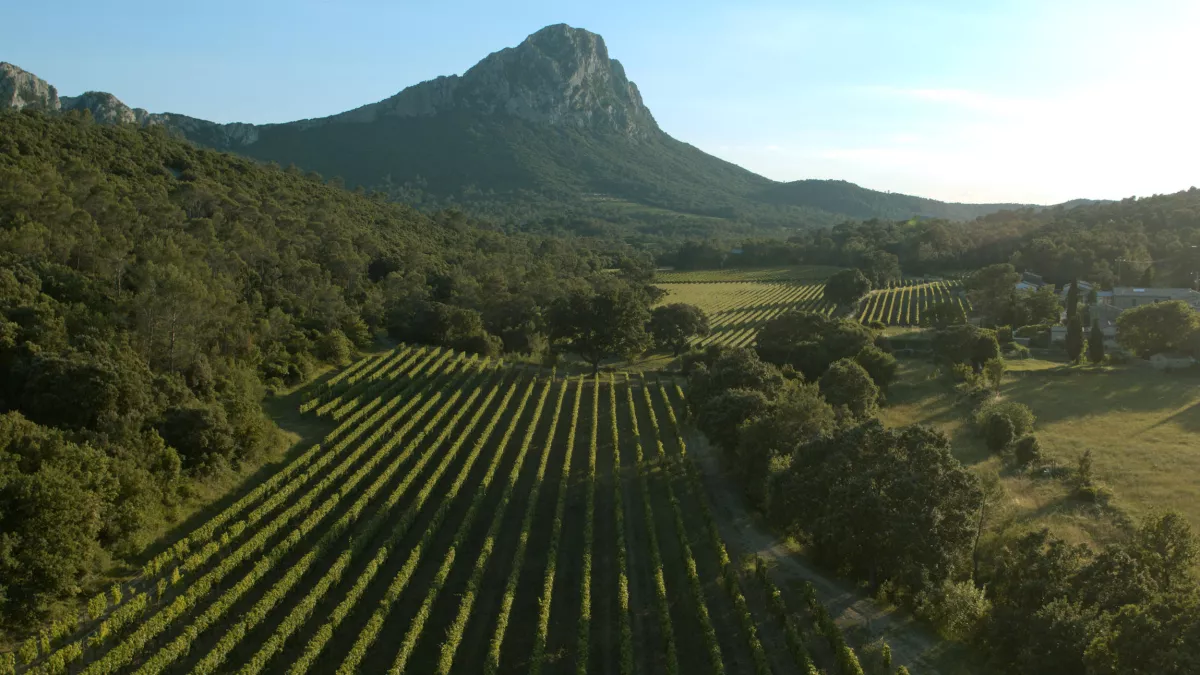 © Kwanza – Interspot Film – 2019 L’EMPIRE DE LA VIGNE