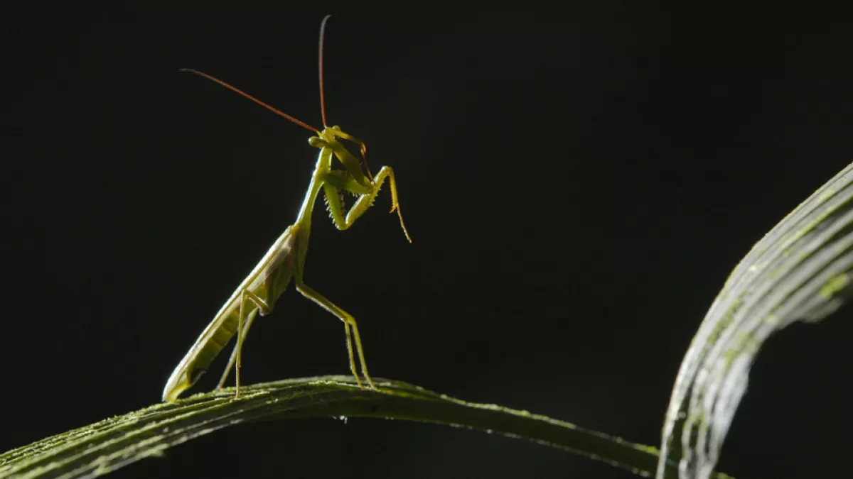 LES PARCS NATURELS... EN MINUSCULE : LA GUYANE ET L’ÎLE DE LA RÉUNION LES PARCS NATURELS... EN MINUSCULE : LA GUYANE ET L’ÎLE DE LA RÉUNION