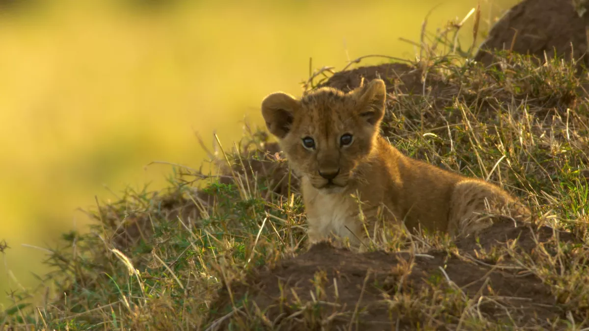 © Prométhée Productions PEUR DE LA SAVANE