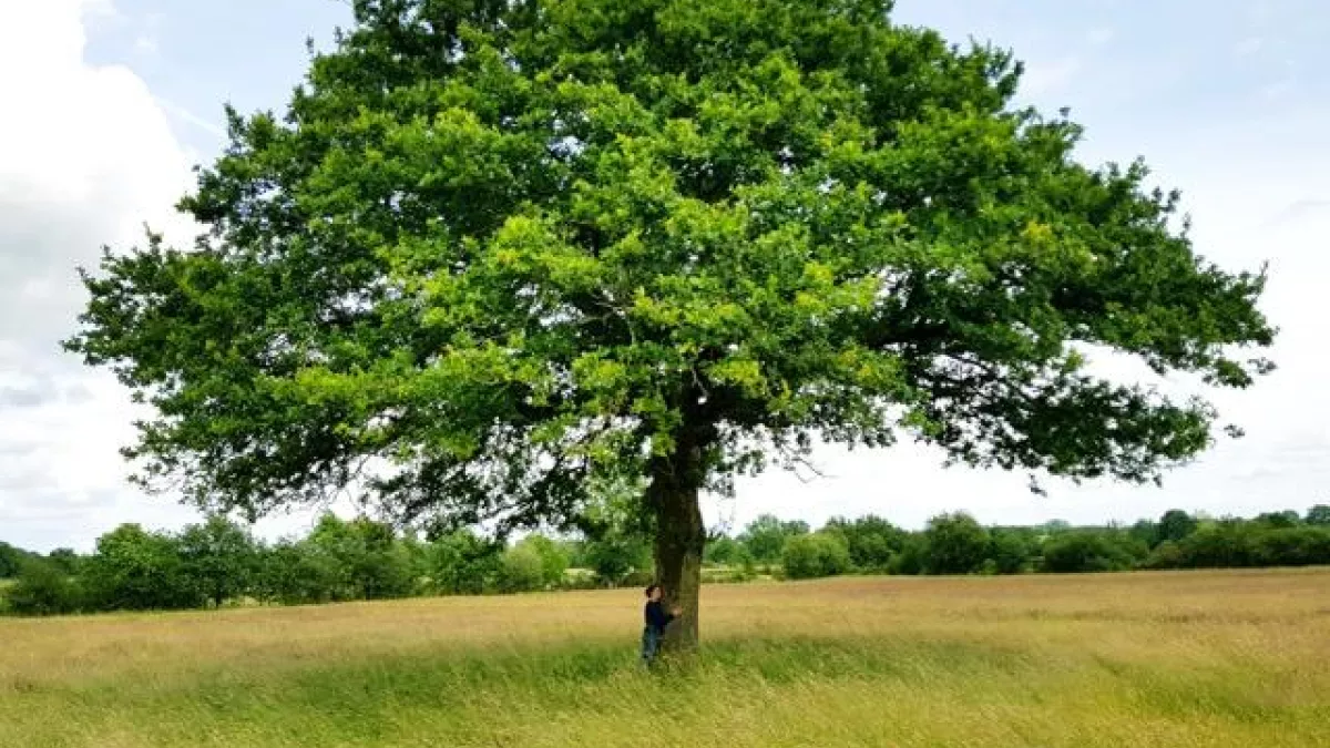 © Galaxie Presse LE TEMPS DES ARBRES