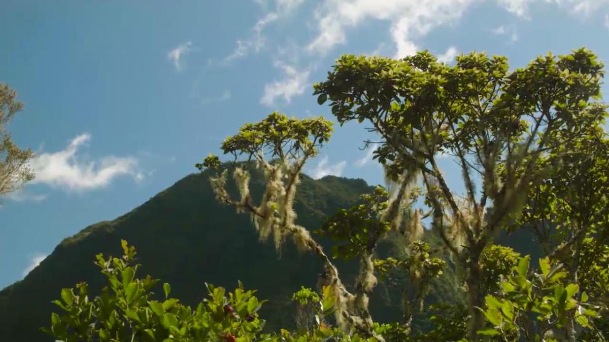 Documentaire : Les secrets de l'île de la Réunion 