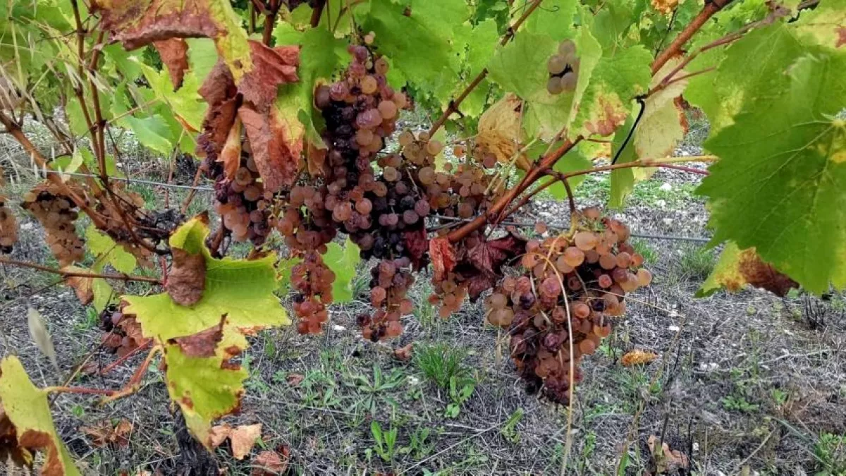 Saussignac Saussignac