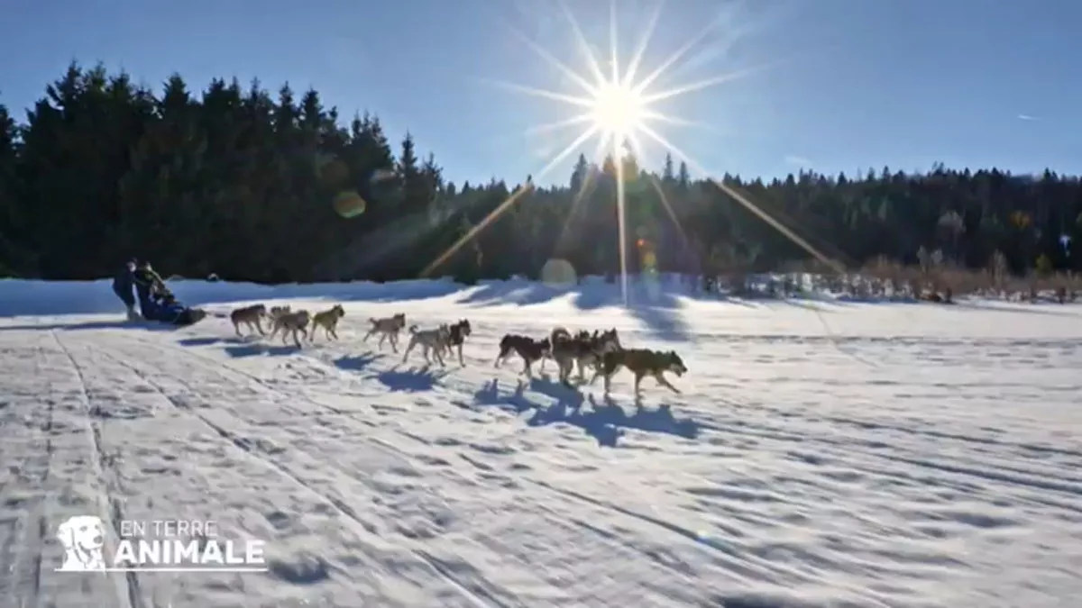 Ski jöring et chiens de traineaux
