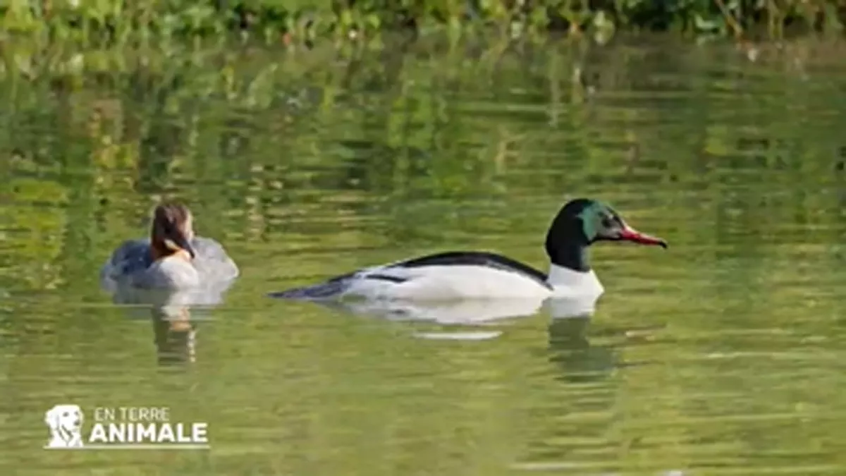 Canards dans le Doubs