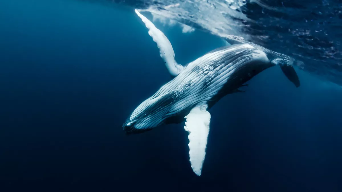 baleines