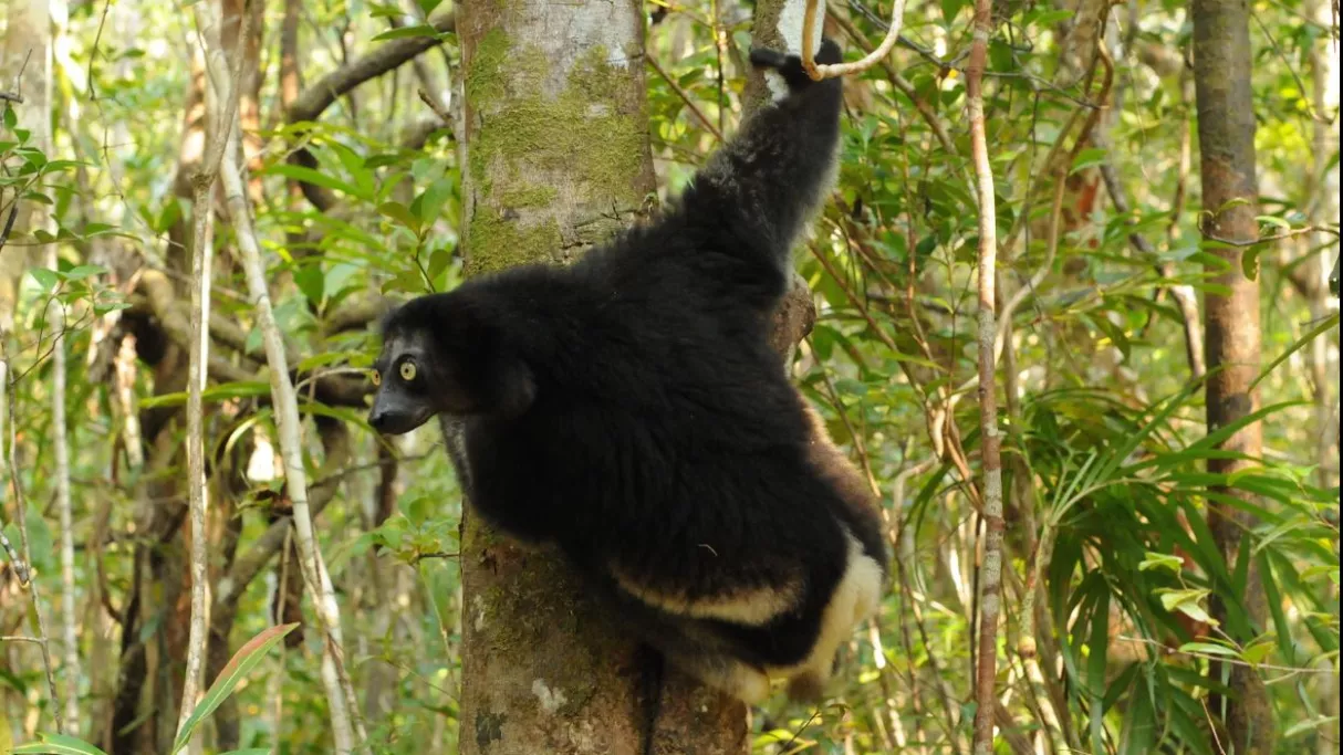 Le chant des forêts, un documentaire sur les plantes qui soignent de la Réunion à Madagascar