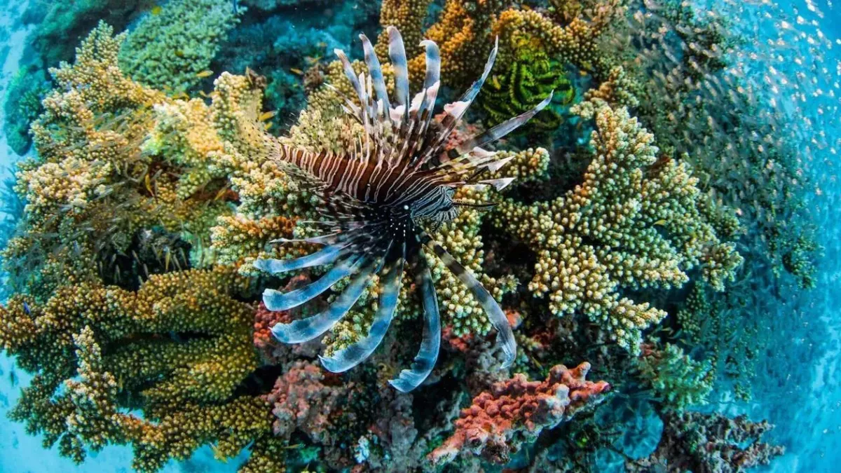 © Northern Pictures/ABC