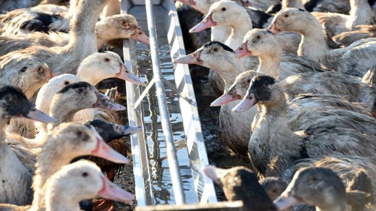 Grippe aviaire