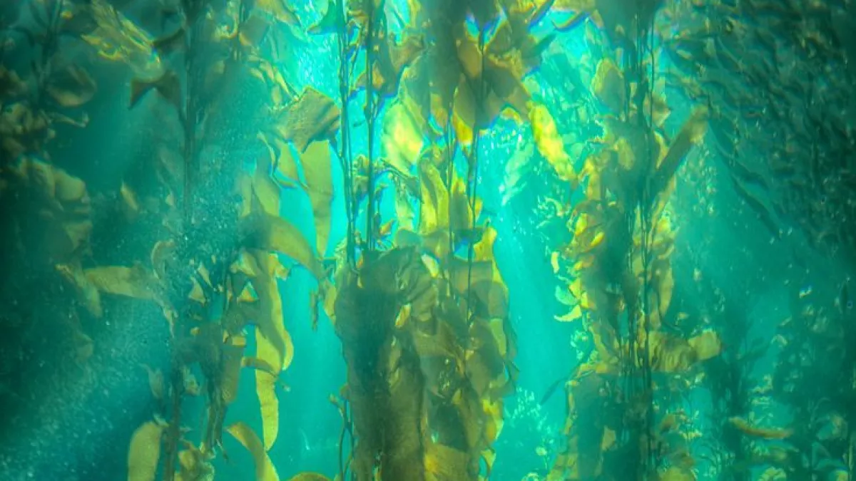 Kelp, une forêt sous la mer © Guindala Production