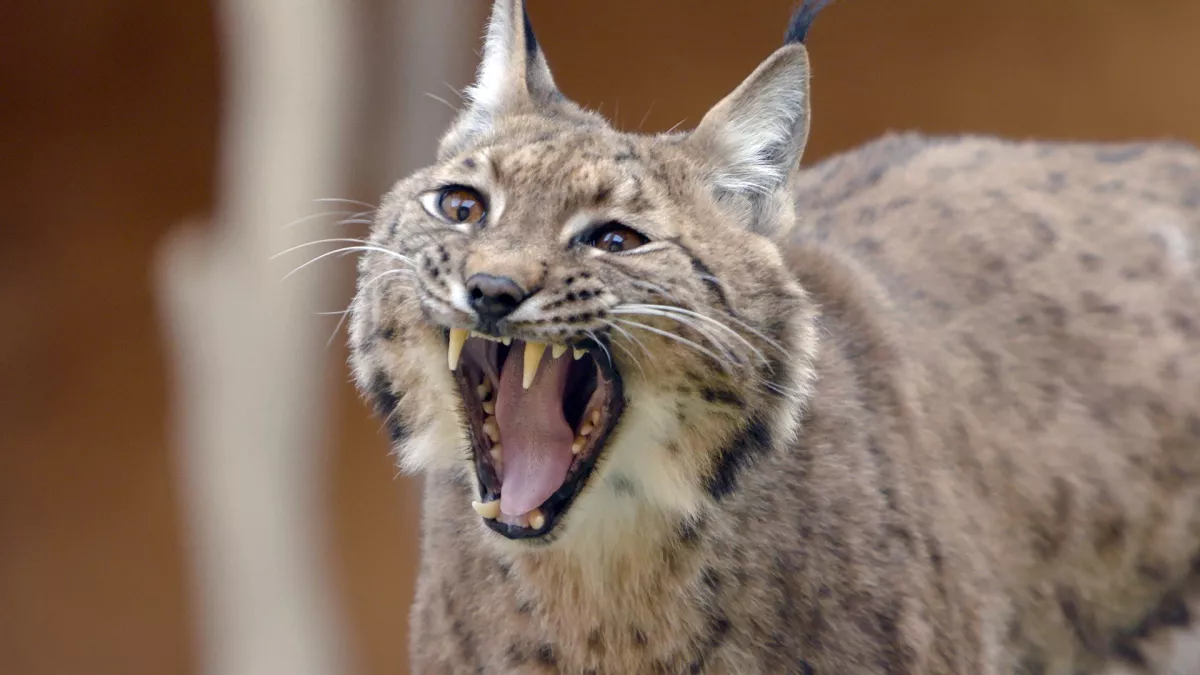 A LA LISIÈRE, Lorane et le lynx boréal A LA LISIÈRE, Lorane et le lynx boréal