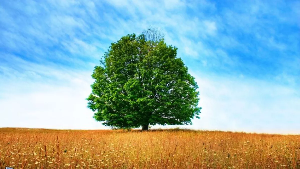 Paysan Paysage ARBRE DANS UN CHAMPS