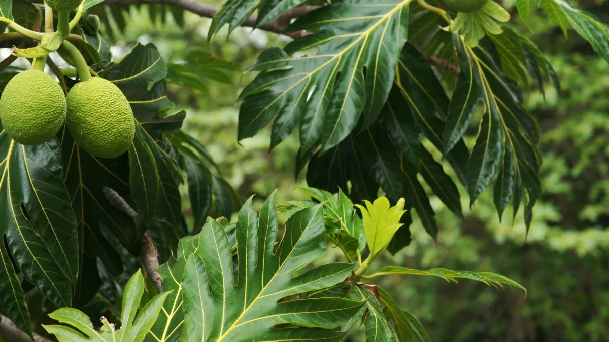 CPAF arbre