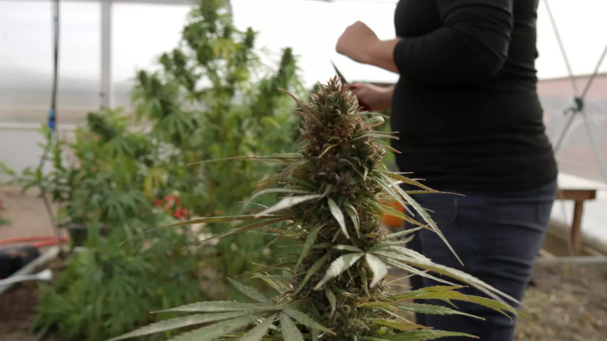Les business légaux du Cannabis