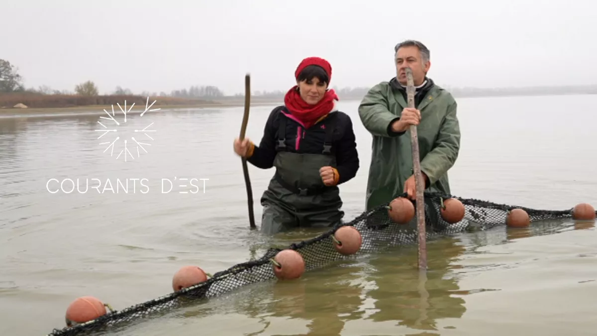 Courants d'Est - Les gardiens des étangs de Lachaussée - SOURCE FTV Courants d'Est - Les gardiens des étangs de Lachaussée - SOURCE FTV
