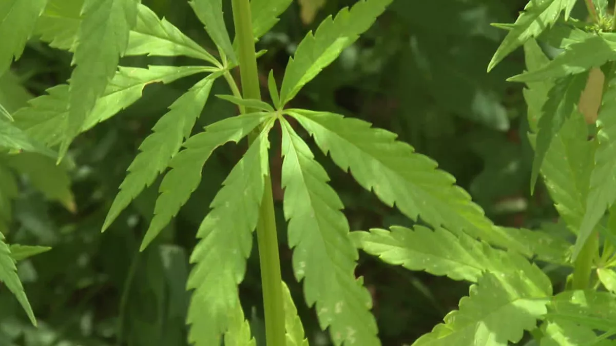 Dimanche en politique Grand Est - Cannabis l'épineuse question - CREDIT FTV Dimanche en politique Grand Est CREDIT FTV
