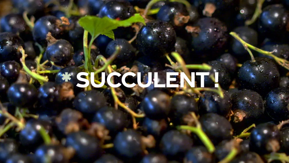 Succulent ! - Le cassis - CREDIT FTV Grappes de cassis