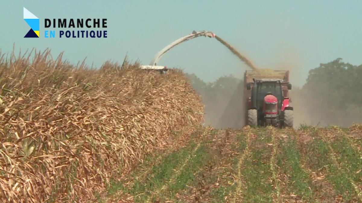 Tracteur qui ramasse du blé lors de la sécheresse