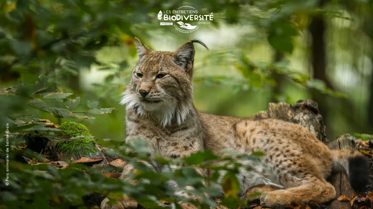 Pages spéciales Entretiens de la biodiversité © Parc animalier de Sainte-Croix Le lynx © Parc animalier de Sainte-Croix