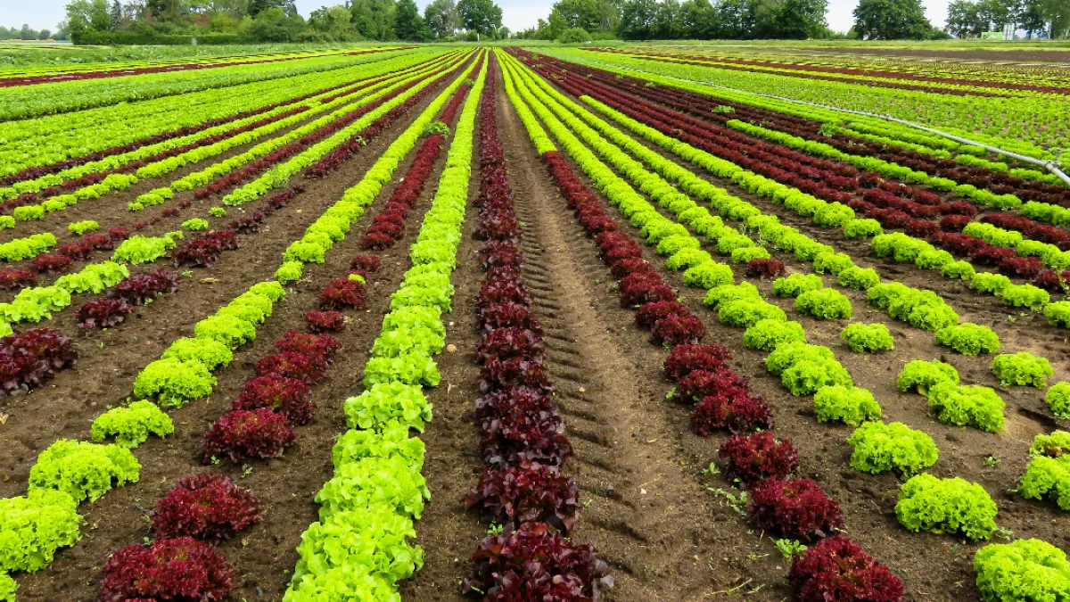 agriculture