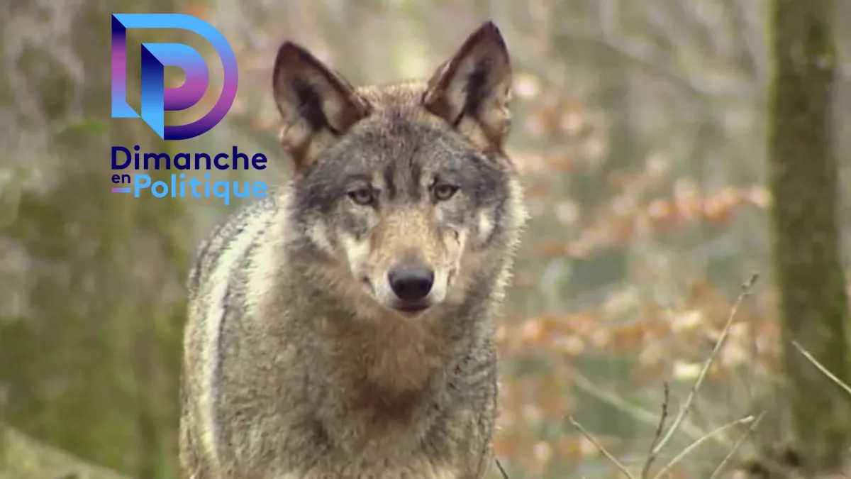 Dimanche en politique - Loups et éleveurs, la difficile cohabitation Dimanche en politique - Loups et éleveurs, la difficile cohabitation