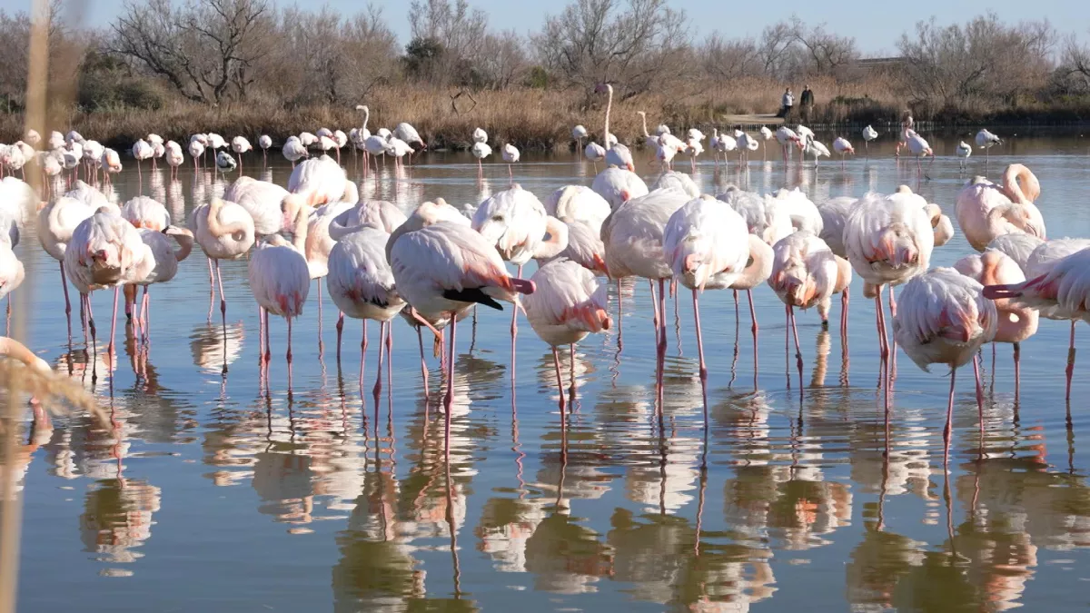 photo camargue bandeau