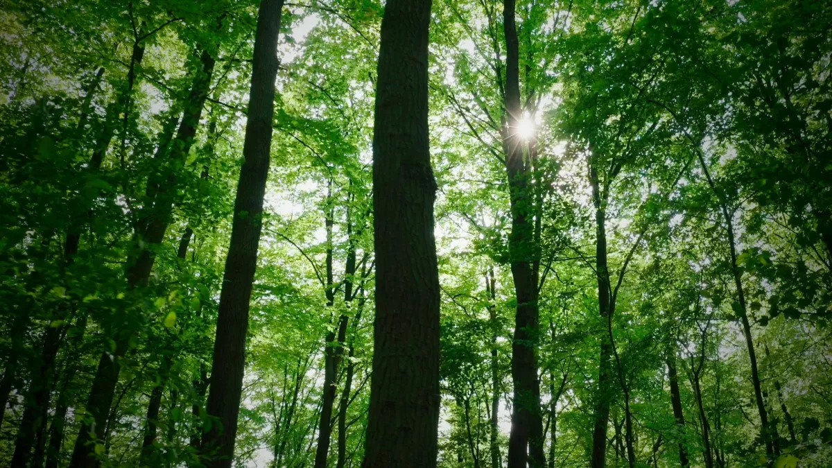 FORET DE COMPIEGNE