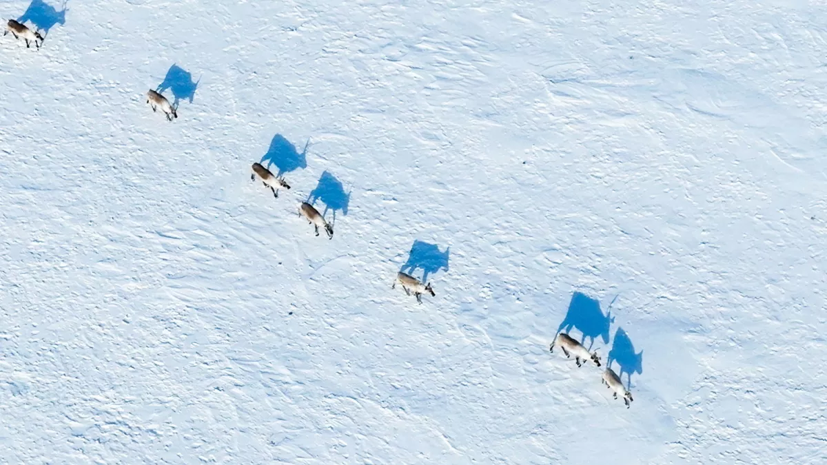 In the Steps of the Caribou: An Artic Odyssey