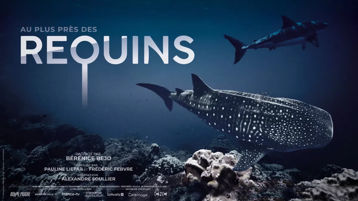 Au plus près des requins