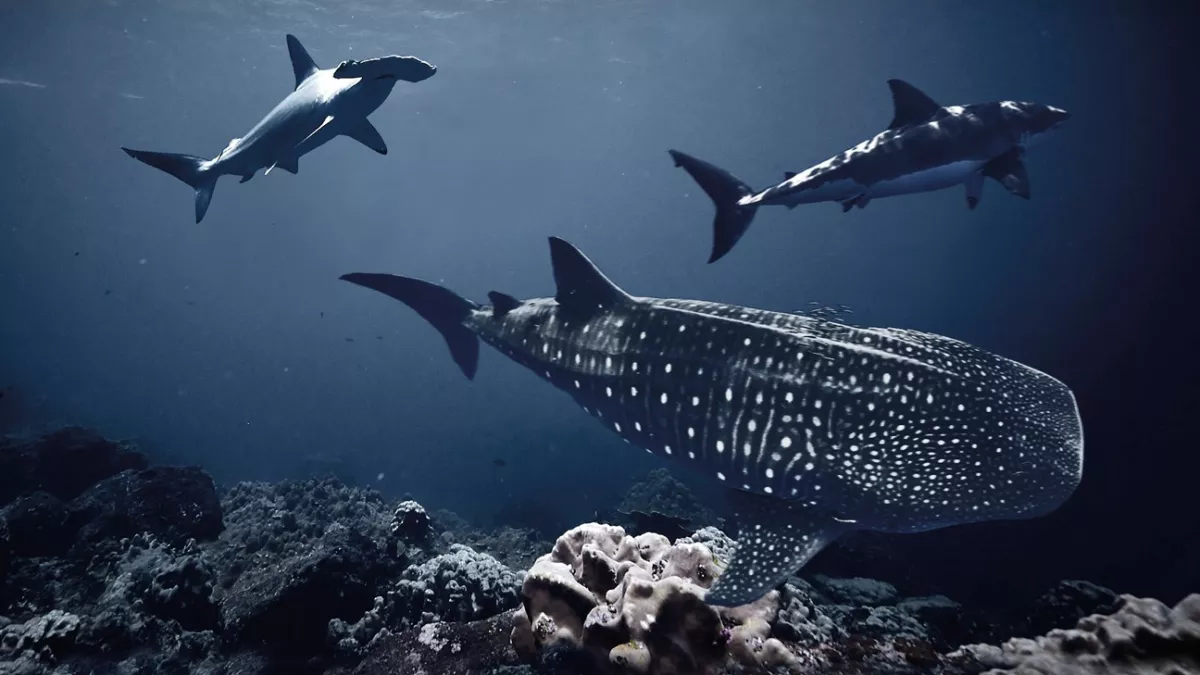 Au plus près des requins @Frédéric Buyle